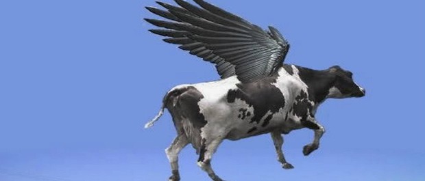 vaca voando