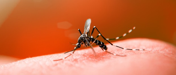 O capeta/mosquito está deixando até careca de cabelo em pé. No Paraná, 12.637 novos casos de dengue foram registrados. Sete pessoas morreram