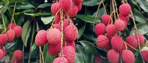 frutas