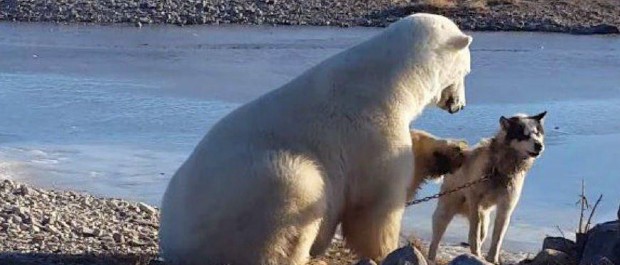 urso e cachorro