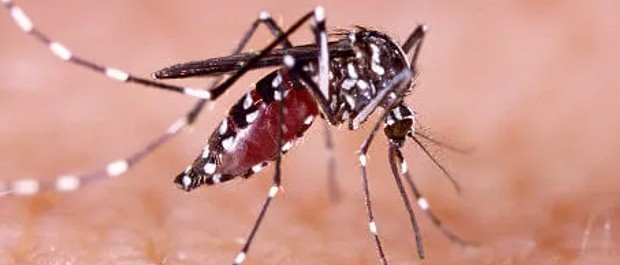 Luta contra o mosquito capetinha: Lançada campanha para reforçar cuidados contra a dengue