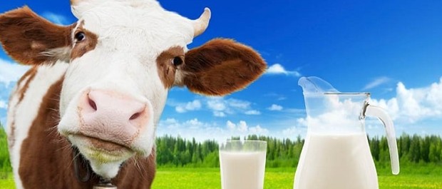 LEITE DE VACA