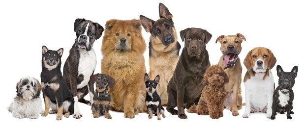 pets alep