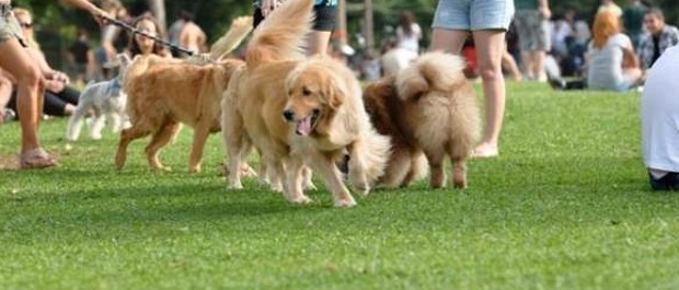 parcão
