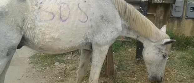 CAVALÃO
