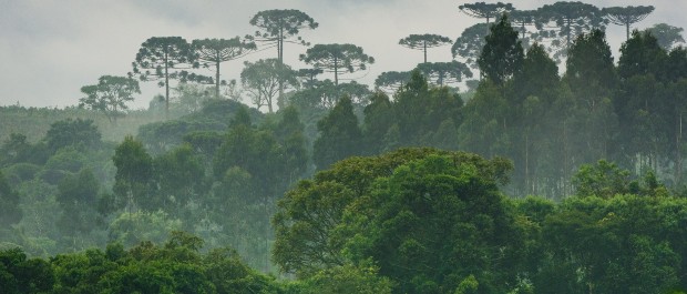 FLORESTA PR