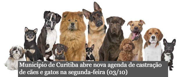 cachorrada