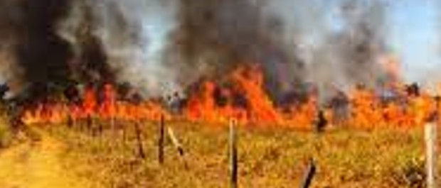 fogo acre