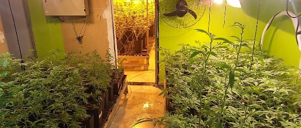 maconha 06