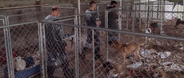 cães mau tratos