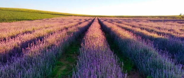 lavanda