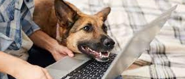 medicina animal