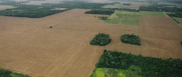 Marco temporal: cobiça da soja por terras indígenas ignora pressão internacional por desmatamento zero