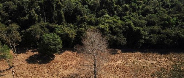 Brasil perde 15% de florestas