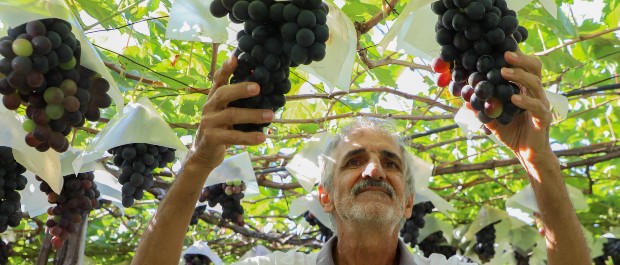 Ninguém discorda, Marialva é uma uva. Mais do que a indicação Geográfica, o município reforça a fama como maior produtor de uvas do Paraná