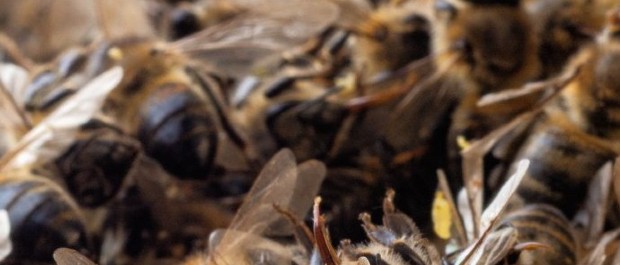 Verdadeira vergonha.<br>Milhões de abelhas brasileiras estão sendo exterminadas por veneno proibido em toda Europa