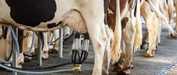 Proteção aos produtores de leite