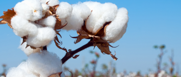 ALGODÃO