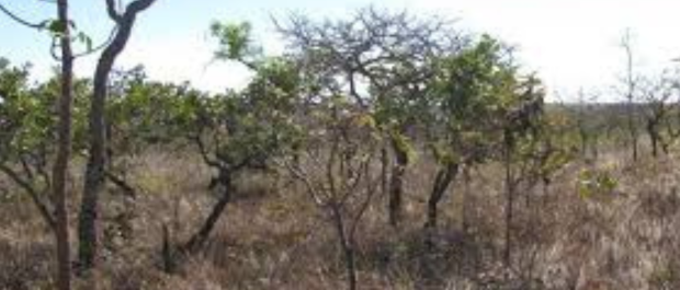 Design sem nome (39)